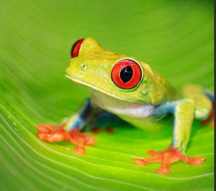 _TheDeadlyLotus's tweet photo. @PlayAdoptMe You messed up on the look of the red eye tree frog.  Come on, they have orange feet, not red feet!  🤣 I hope you change this Adopt Me, and make them look like they're supposed to. https://t.co/vSN8AF9UQb