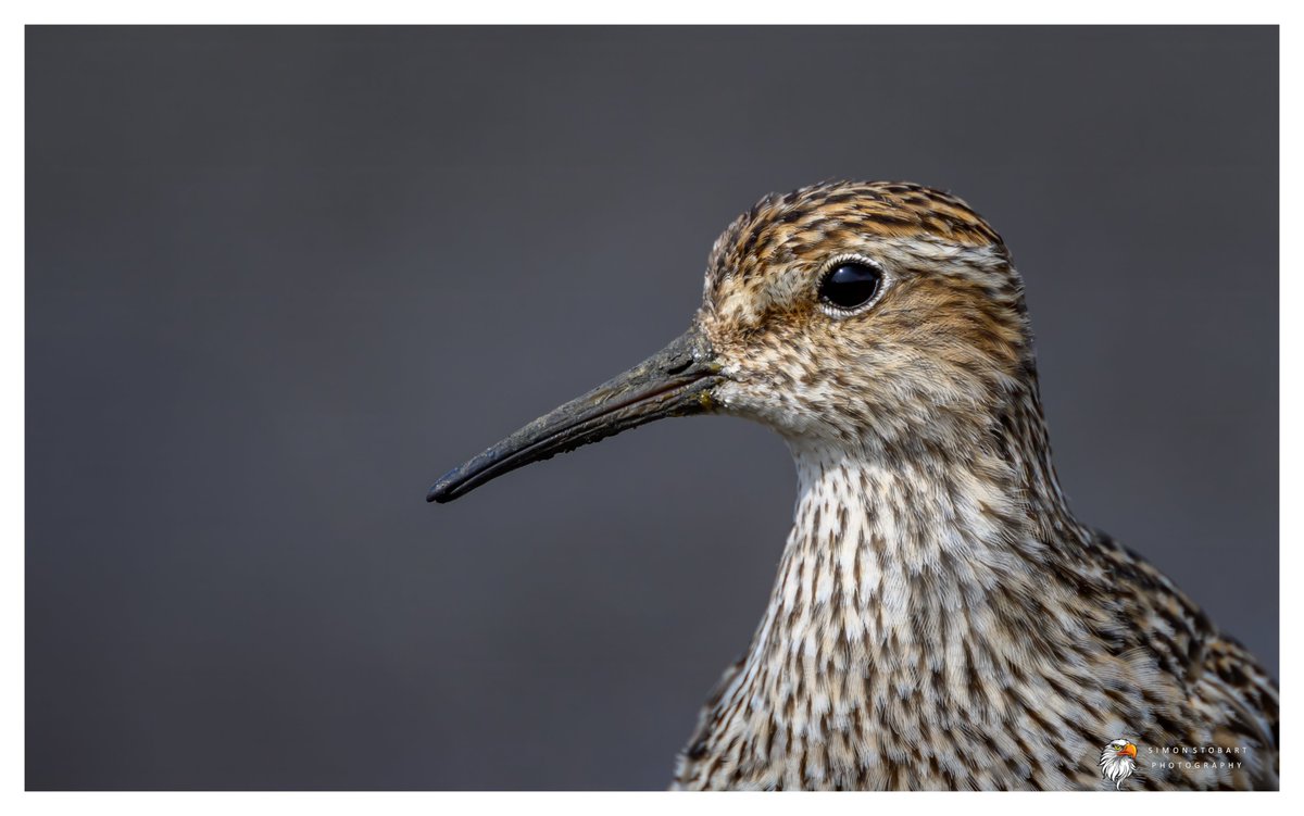 πππ’π€π£ ππ©π€πππ§π© π¦π¦π¦ (@sherburnsi) on Twitter photo I popped back to see the Pectoral Sandpiper this afternoon. I'm not saying it came close or anything, but ...
<a href="/teesbirds1/">teesbirds</a>
<a href="/teeswildlife/">Tees Wildlife</a>
<a href="/DurhamBirdClub/">Durham Bird Club</a>
<a href="/Natures_Voice/">RSPB</a>
<a href="/NatureUK/">NatureUK</a>
<a href="/WildlifeMag/">BBC Wildlife</a>
<a href="/BBCSpringwatch/">BBC Springwatch</a>
<a href="/NTBirdClub/">Northumberland & Tyneside Bird Club</a>
<a href="/UKNikon/">Nikon UK & Ireland</a>
#naturephotographyday #birds #wildlifephotography I popped back to see the Pectoral Sandpiper this afternoon. I'm not saying it came close or anything, but ...
<a href="/teesbirds1/">teesbirds</a>
<a href="/teeswildlife/">Tees Wildlife</a>
<a href="/DurhamBirdClub/">Durham Bird Club</a>
<a href="/Natures_Voice/">RSPB</a>
<a href="/NatureUK/">NatureUK</a>
<a href="/WildlifeMag/">BBC Wildlife</a>
<a href="/BBCSpringwatch/">BBC Springwatch</a>
<a href="/NTBirdClub/">Northumberland & Tyneside Bird Club</a>
<a href="/UKNikon/">Nikon UK & Ireland</a>
#naturephotographyday #birds #wildlifephotography