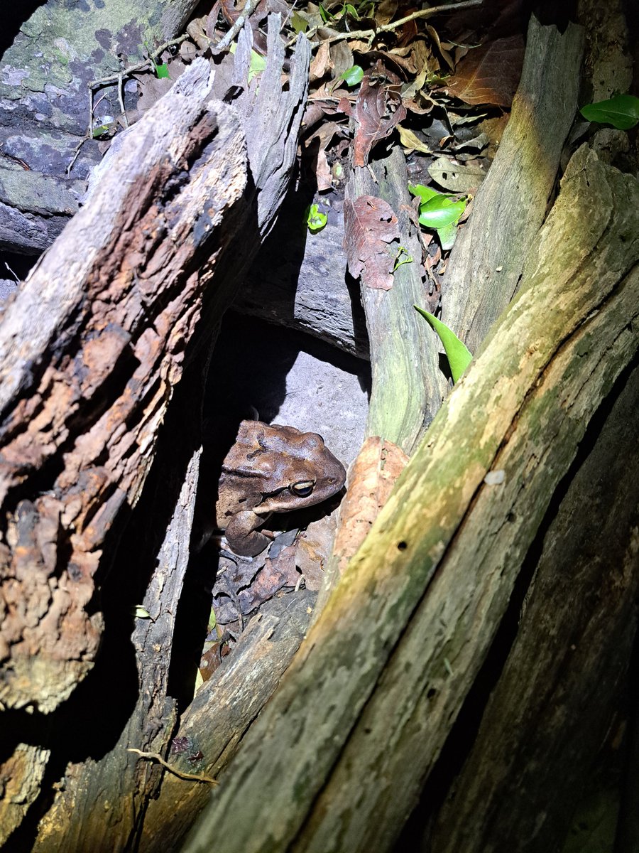 Just your friendly neighbourhood mountain chicken frog, peeking out from the safety of its hide to make sure the coast is clear!

Since the mountain chickens are masters of camouflage, they blend perfectly into leaves.

Find out more on our FB Page: Facebook.com/ReWildCaribbean