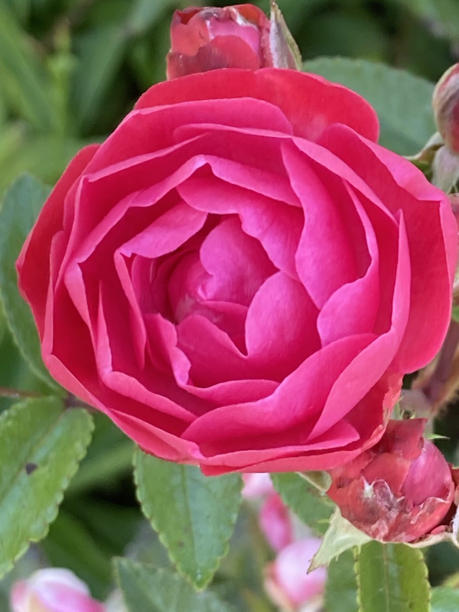 Susan Rodrigues tweet media