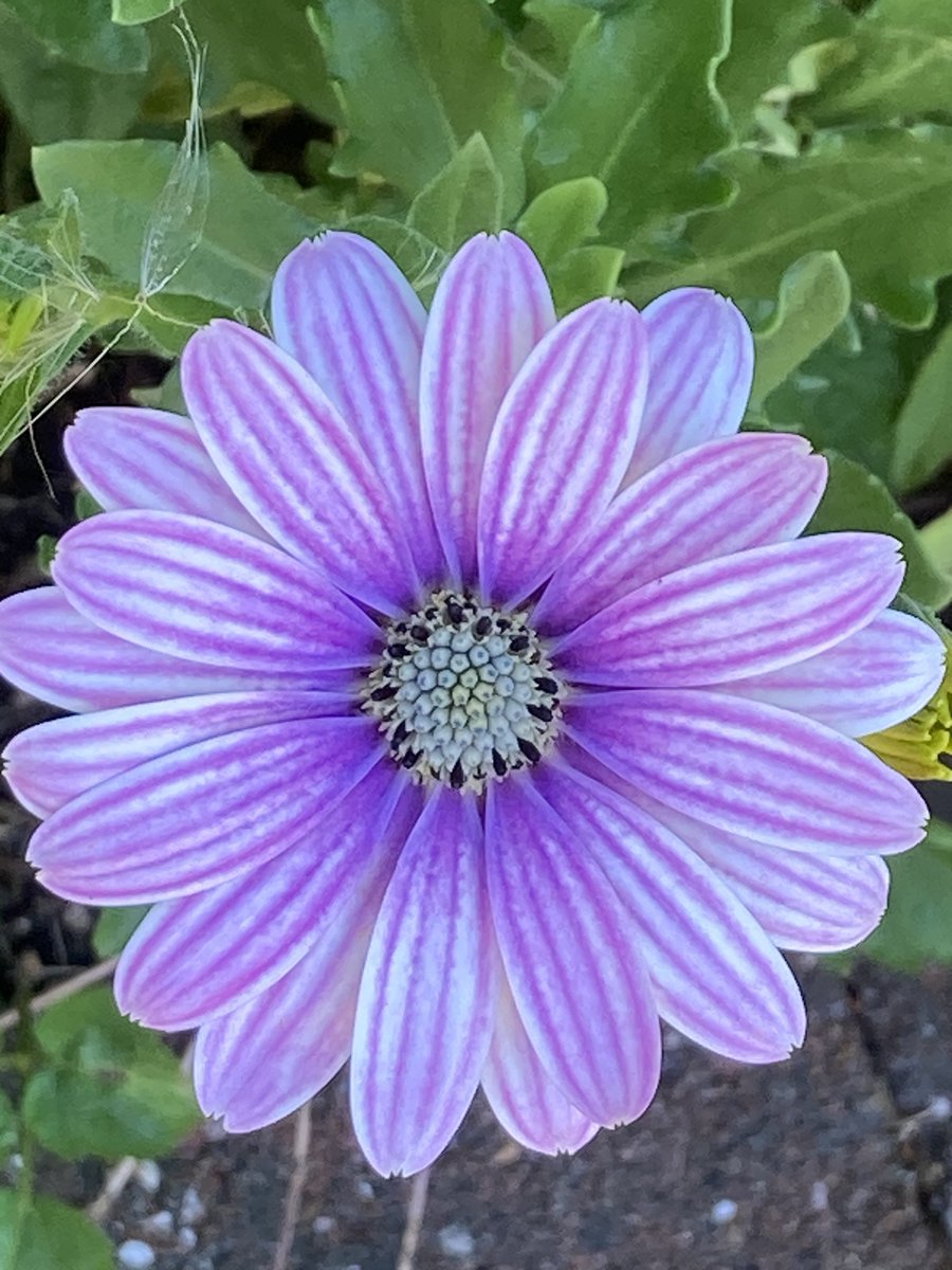 Susan Rodrigues tweet media