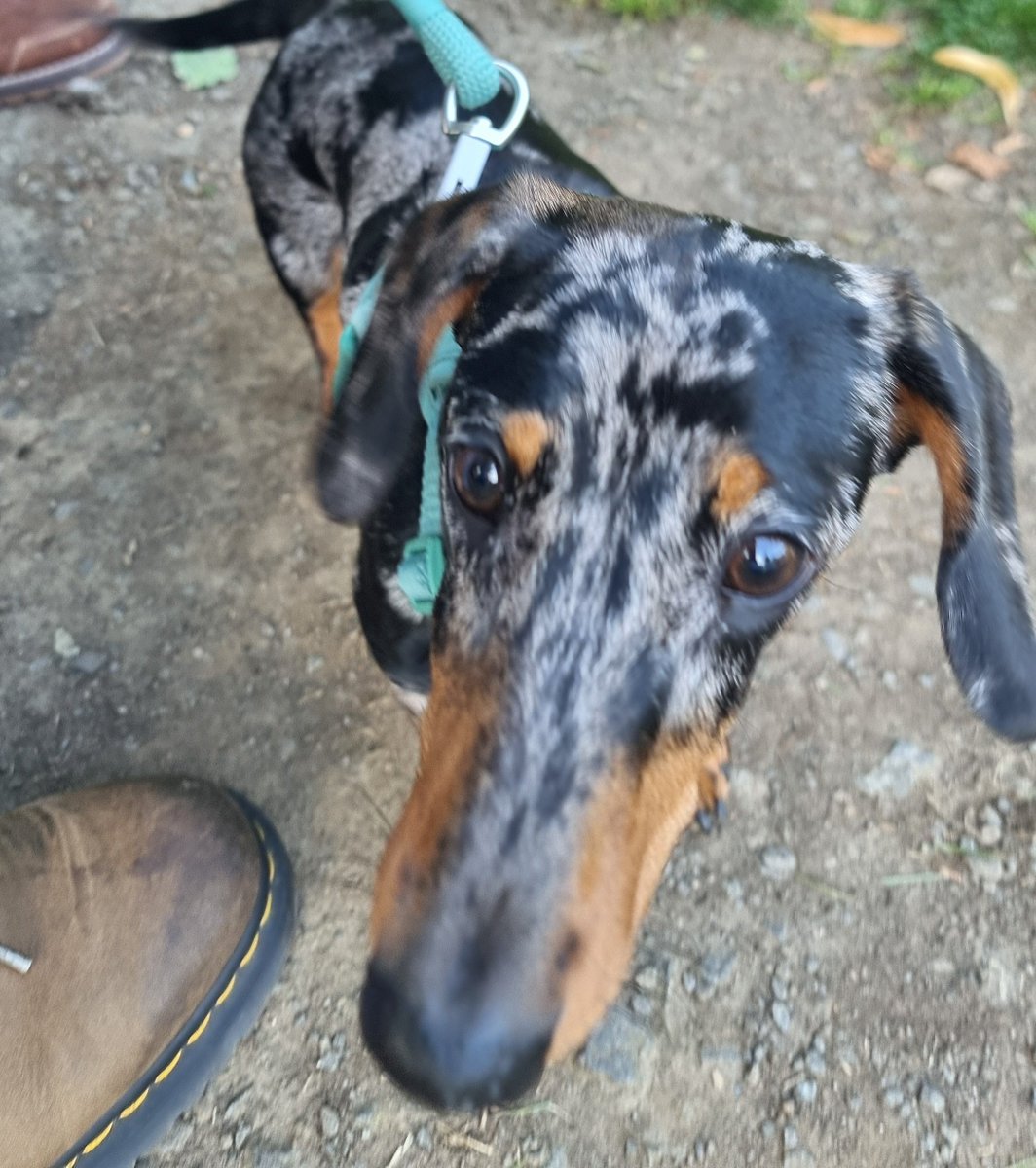 millypod1's tweet photo. HOME SAFE. THANKS FOR RT's 😊🐕🐾

🆘10 AUG 2025 #Lost #ScanMe
YOUNG Mixed Breed Male #PUPPY 
#Symington  Dundonald Woods #Kilmarnock #SouthAyrshire #Scotland #KA1
He is a timid boy and skittish around other dogs. Please do not chase or shout him. 
https://t.co/cFP9HnsGW9 https://t.co/TDgPokPIKO
