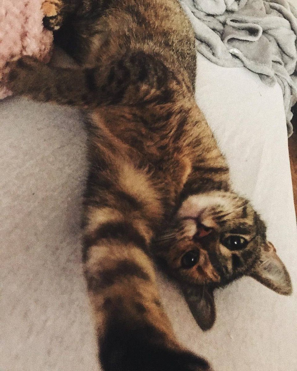 StarLoacrardvrk's tweet image. Paws, whiskers, and a whole lot of attitude 🐾😼 #Catitude #MeowLife #PurrfectCompanion