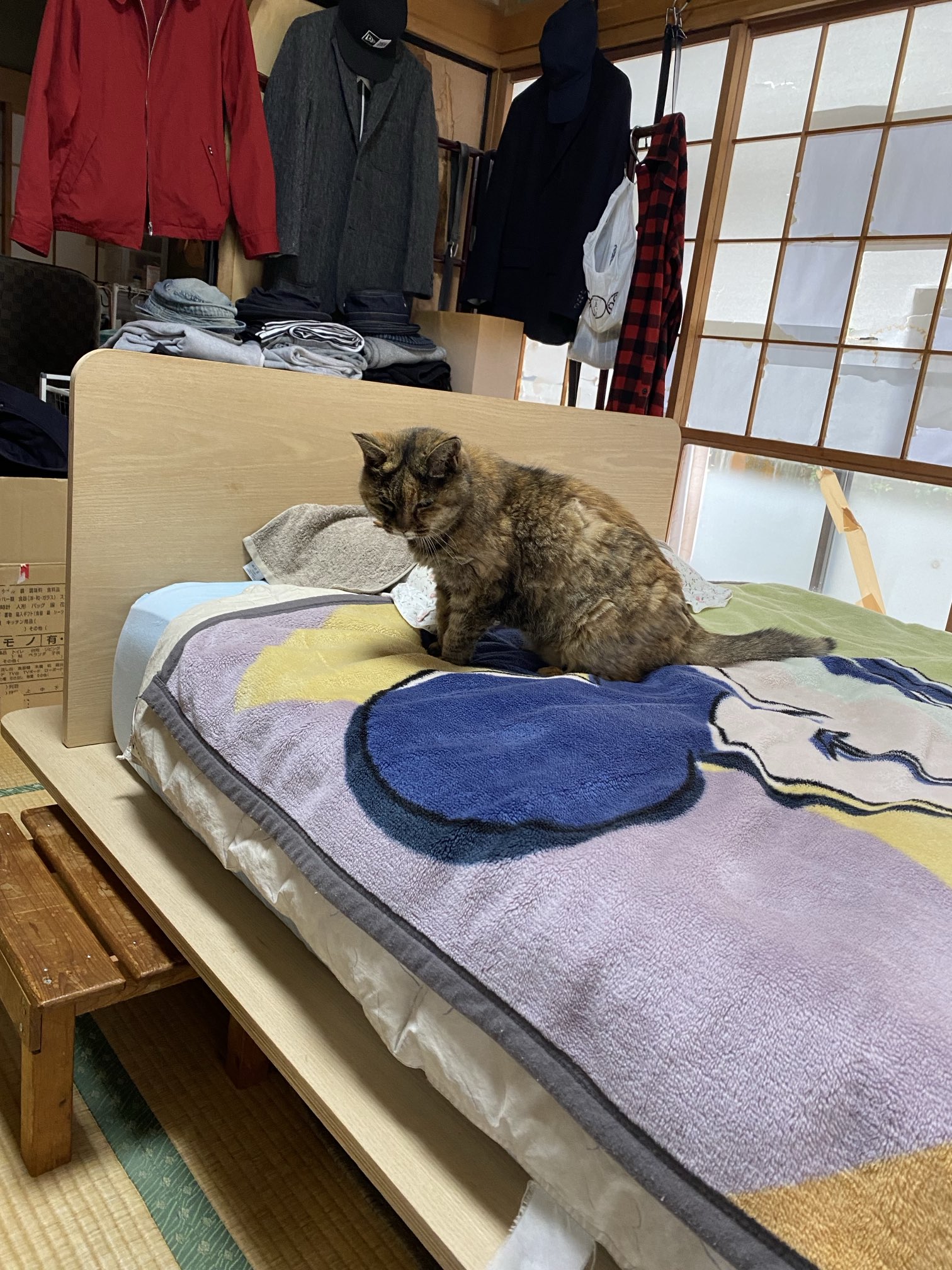 猫先輩 ねこ先輩 on X: 