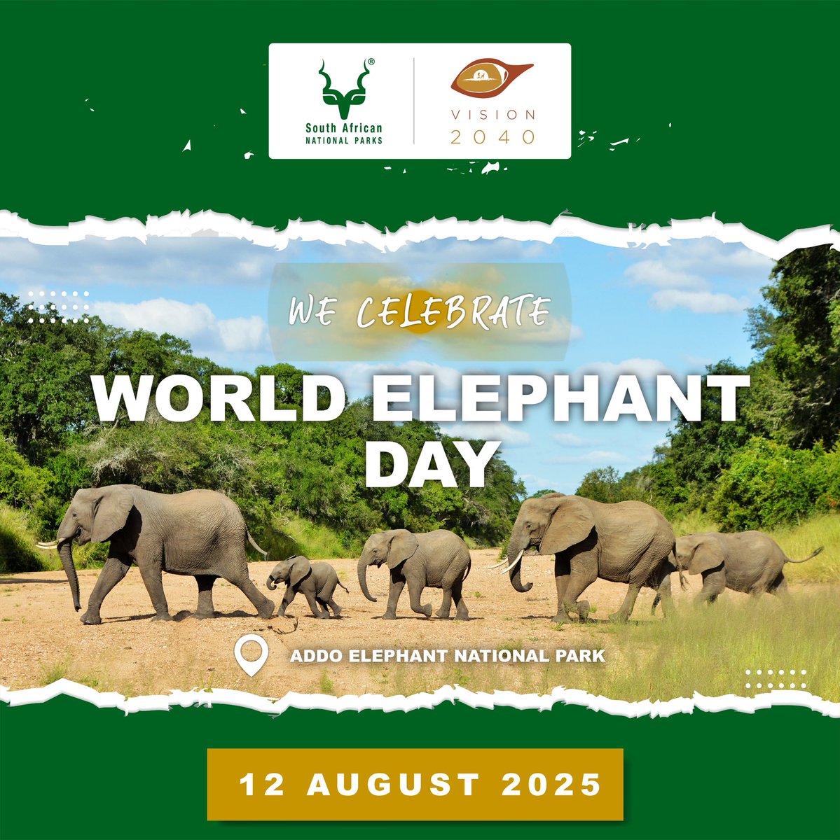 SANParks's tweet image. We celebrate the gentle giants of the wild. 🐘 #WorldElephantDay #LiveYourWild #Wildbackyard