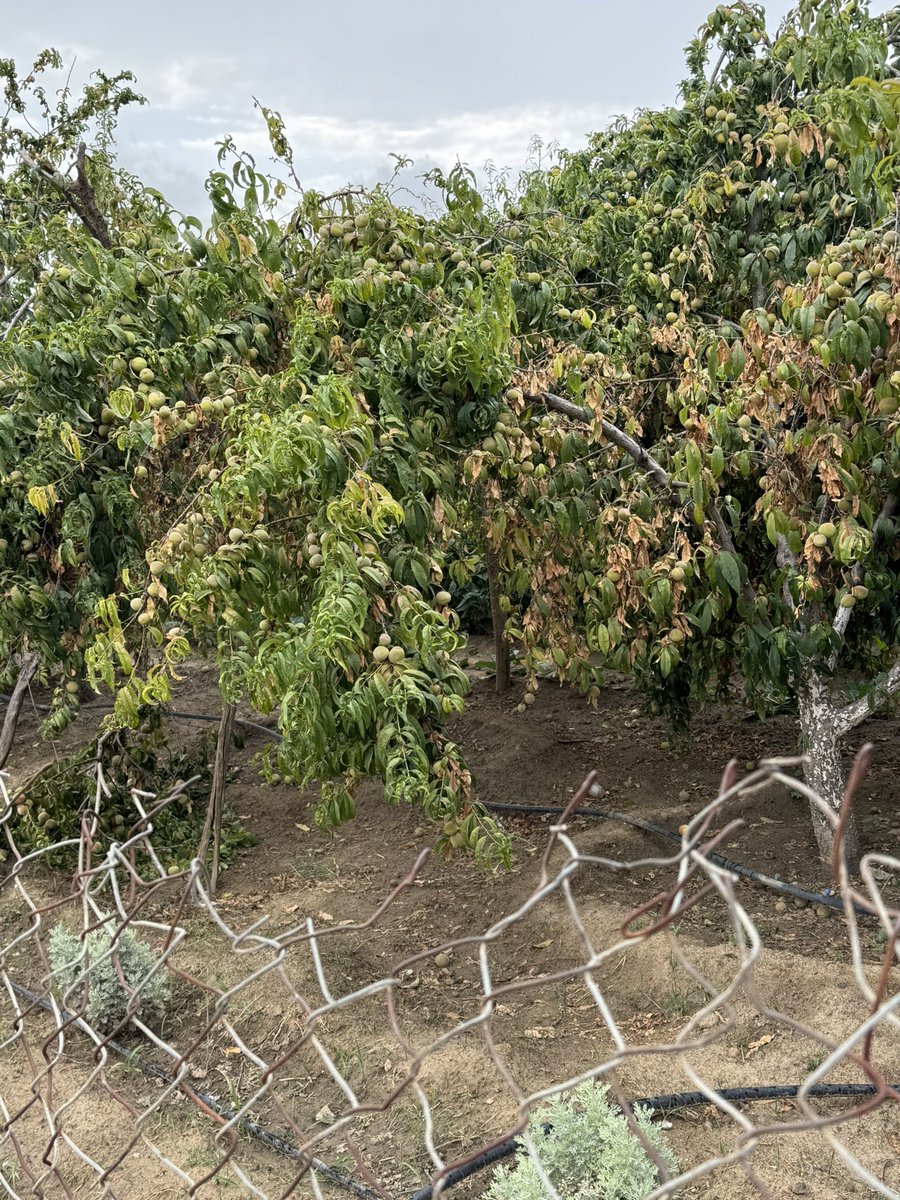 الخوخ البلدي #خوخ_الفدري ويسمى في عسير #الفركس وهو من الأنواع المحلية الأصلية ويُعد من افضل الأنواع المستزرعة منذ مئات السنين. 
ويتميز هذا النوع بتأخر النضج وبالتالي فهو يحافظ على قيمته السوقية.