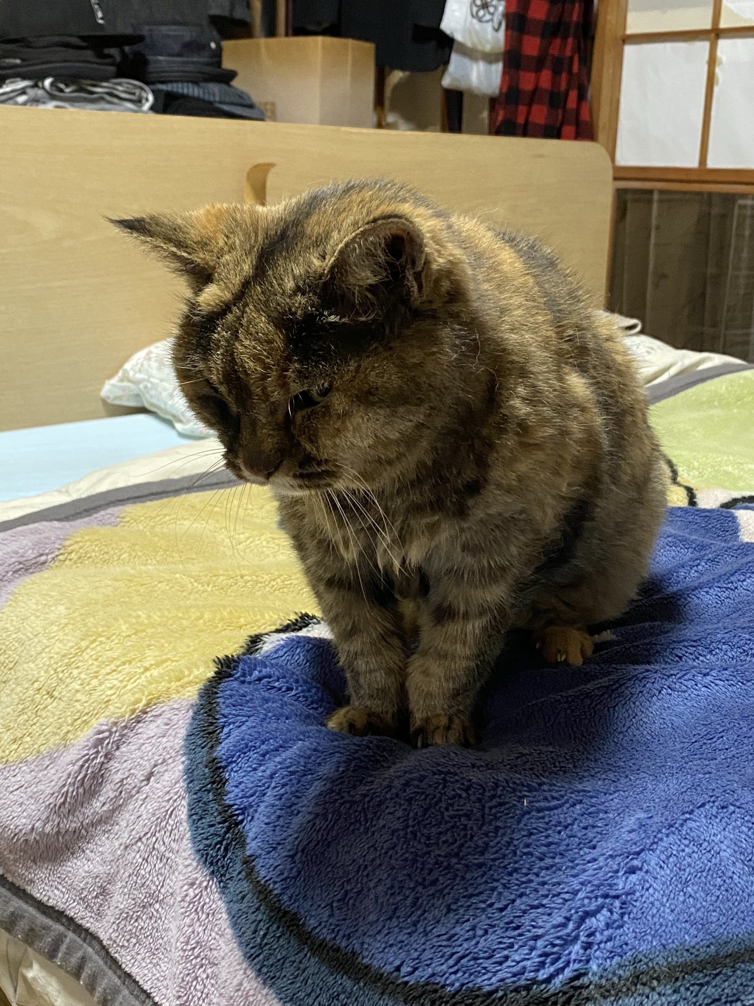 猫先輩 ねこ先輩 on X: 