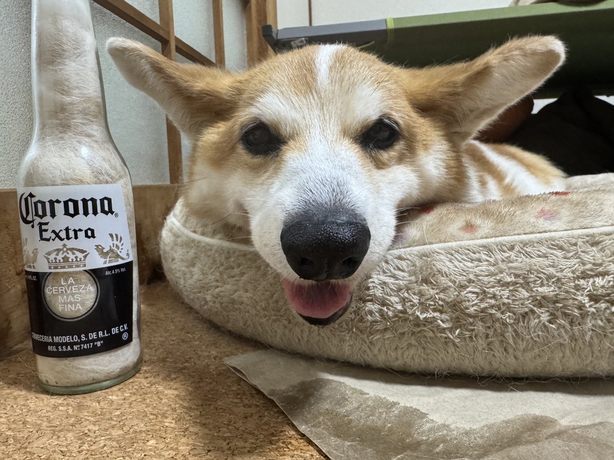 明日またちよちゃんが泊まりに来るよ
ツヴァイ、仲良くしてね