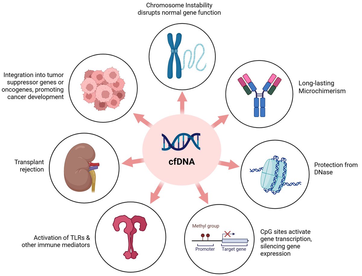 J_Hematology's tweet photo. Read our #openaccess research:
Beyond the Blood Cell: The Emerging Role of Cell-Free DNA in Transfusion Medicine
https://t.co/BDjvi2OHI3
Keywords: #cfDNA, #microchimerism, #allogeneic blood transfusion, Packed RBCs, HGT, PAD, #epigenetic https://t.co/EAYbJGwnJA