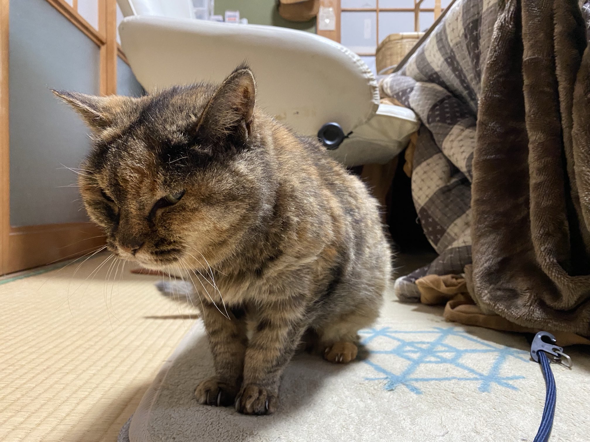 猫先輩 ねこ先輩 on X: 