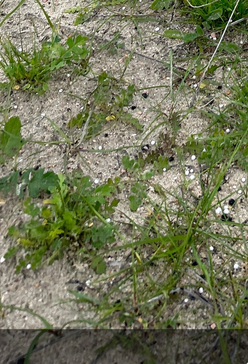 2,4-DB 2L/ha + Broastrike 25g/ha + 0.5% Uptake on capeweed relative to the untreated found at the edge of the trial.  Sprayed 30/6 (last photo) they have stopped growing.