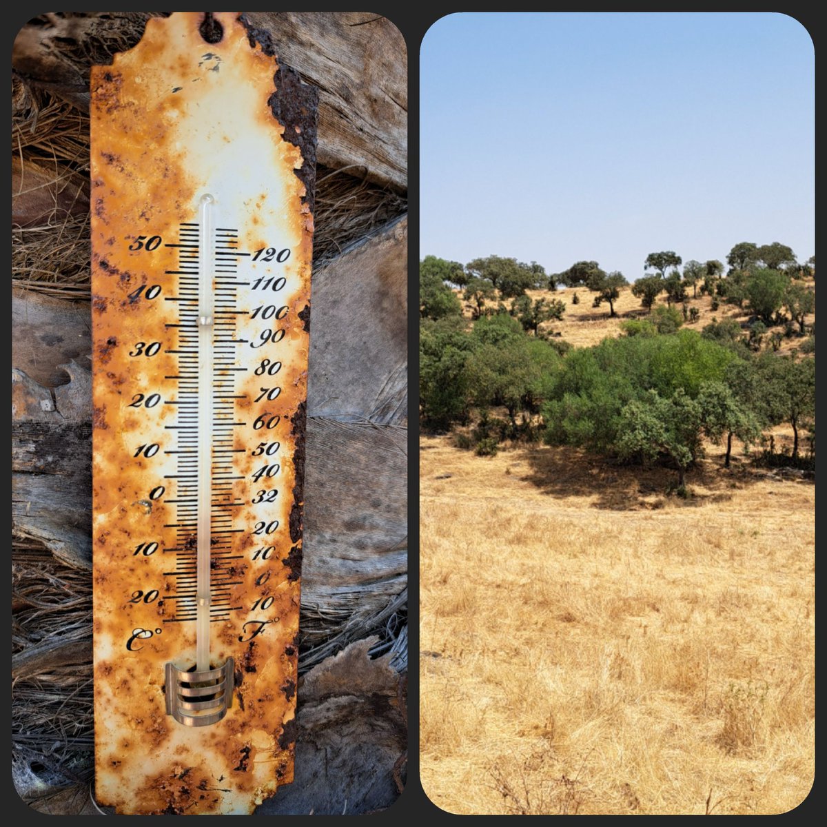 Carlos Gregorio Hernández (@chernandez2030) on Twitter photo 🌡Continúa la ola de calor🥵 con temperaturas máximas por encima de 40 °C👇
#OlaDeCalor 
#dehesa
#Extremadura 🌡Continúa la ola de calor🥵 con temperaturas máximas por encima de 40 °C👇
#OlaDeCalor 
#dehesa
#Extremadura