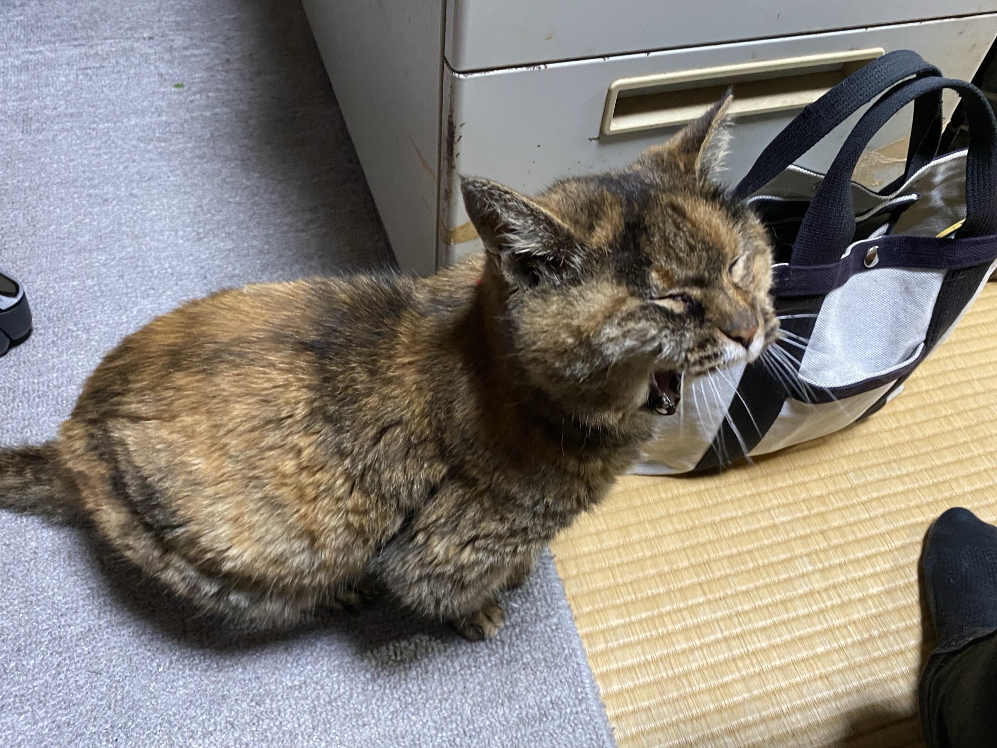 ねこ先輩 on X: 