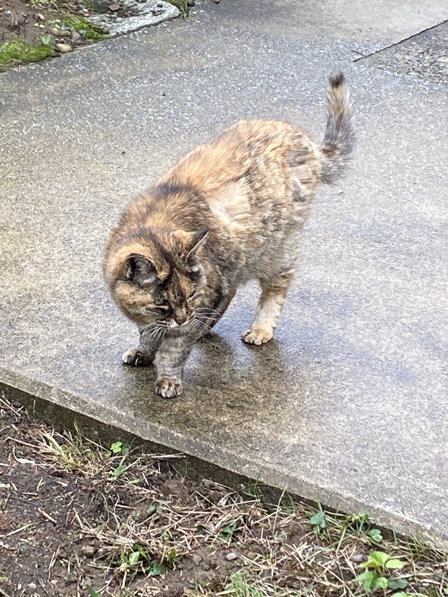 ねこ先輩 on X: 