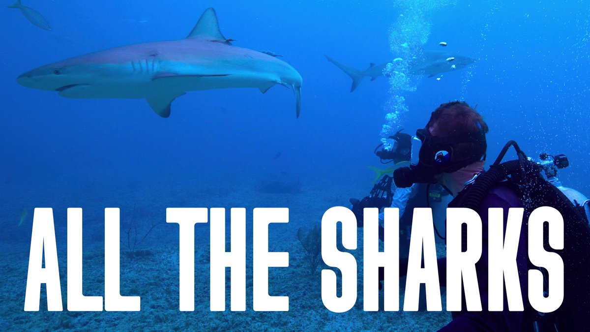 Diving from Florida Atlantic to the @Netflix screen, alumnus Dr. Chris Malinowski (M.S. ’11) is making waves in the new series All the Sharks, a globe trotting race to document the planet’s most elusive shark species, competing for a $50,000 prize for charity. Alongside fellow