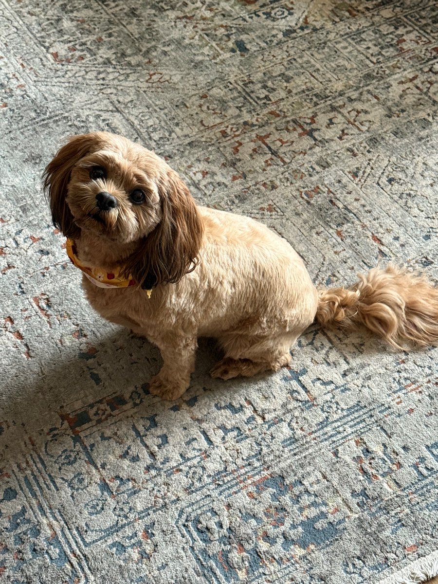 August is National Dog Month! Meet our agency's favorite four-legged friends! Our team members are passionate about their pets, and my agency even offers pet insurance! 

Do you have a doggo? We'd love to see some pictures in the comments!