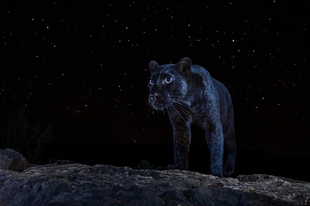 A rare African black leopard under the stars - a photo that took the photographer 6 months to capture

📸: Will Burrard-Lucas