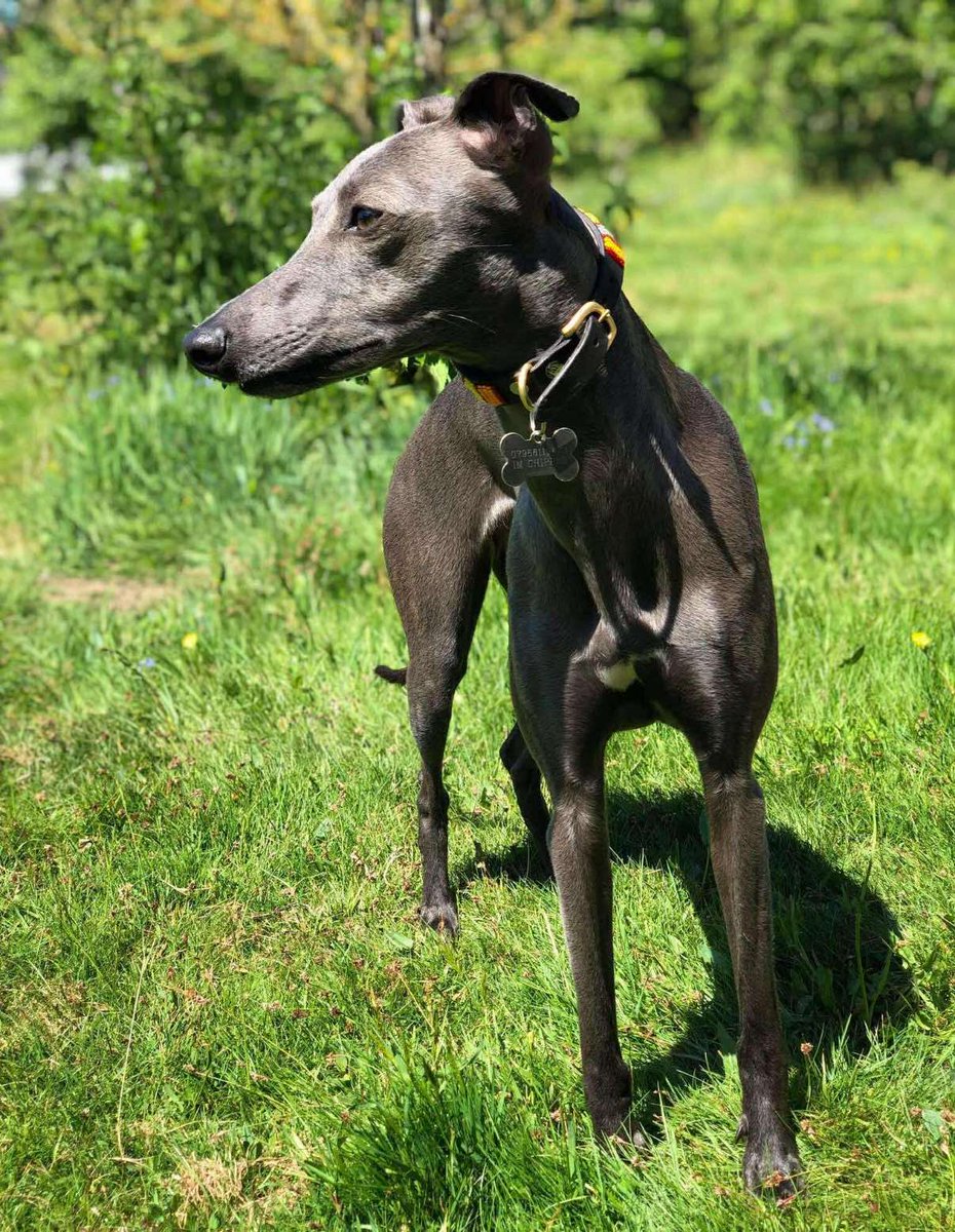 MissingPetsGB's tweet image. 🐕 MISSY #MISSING 
ASCOT #Surrey #SL5
11 August 2025

Missy has gone missing today -- NERVOUS - PLEASE DO NOT CALL, CHASE OR TRY TO CATCH

MISSY is chipped 🙏