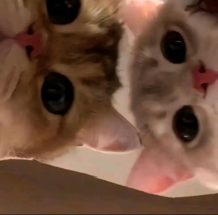 iceanddeer's tweet photo. animal                                             real life https://t.co/JYZfwdtros