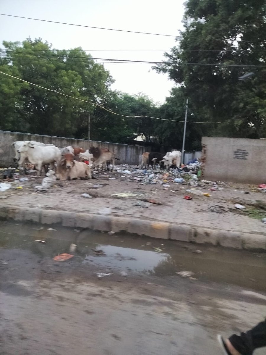PulkitOmer's tweet photo. This is road near Ramada sector 44. Gurgaon you bueaty, you never fail to astonish us! Fun fact: Today I was suddenly challaned for driving on the bike lane near unitech cyber park via motor bike which was literally a swimming pool. @MunCorpGurugram @gurgaonpolice @CMOHaryana https://t.co/LdcdwnnzM3
