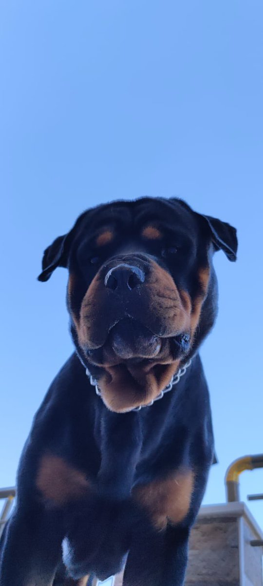 Sevgitasss's tweet image. İlk göz ağrımı, canımı kaybettim. Nurlar içinde uyu canım oğlum. Seni çok özleyeceğiz. 
#hektor