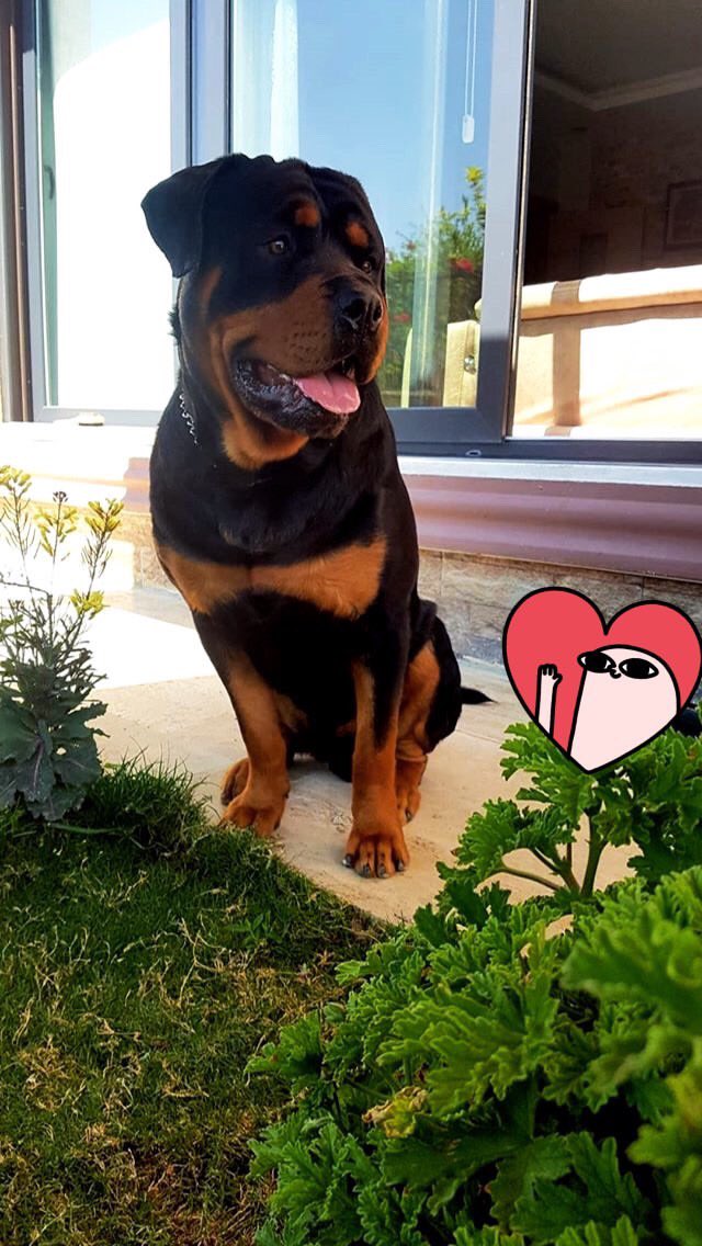 Sevgitasss's tweet image. İlk göz ağrımı, canımı kaybettim. Nurlar içinde uyu canım oğlum. Seni çok özleyeceğiz. 
#hektor