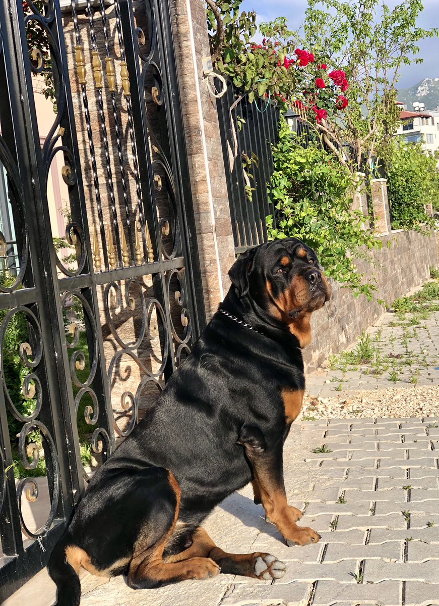 Sevgitasss's tweet image. İlk göz ağrımı, canımı kaybettim. Nurlar içinde uyu canım oğlum. Seni çok özleyeceğiz. 
#hektor