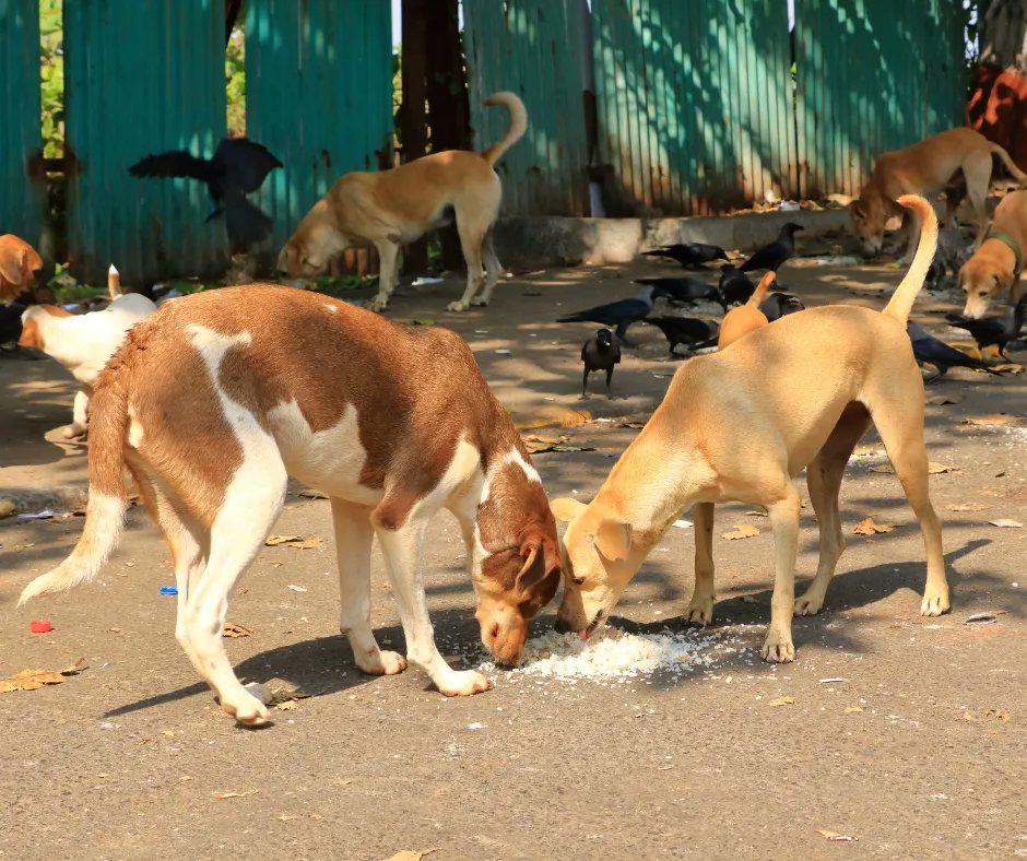 DogDeskAction's tweet photo. 1/9

India’s Supreme Court Orders Mass Sheltering of Stray Dogs – Why We Are Deeply Concerned - A Thread

The Supreme Court of India ordered the sheltering of all stray dogs in the Delhi-NCR region. 

Once removed, no dog is to be returned to the streets.

Read On 🧵⬇️@pricatttt https://t.co/q3F50lOI0I