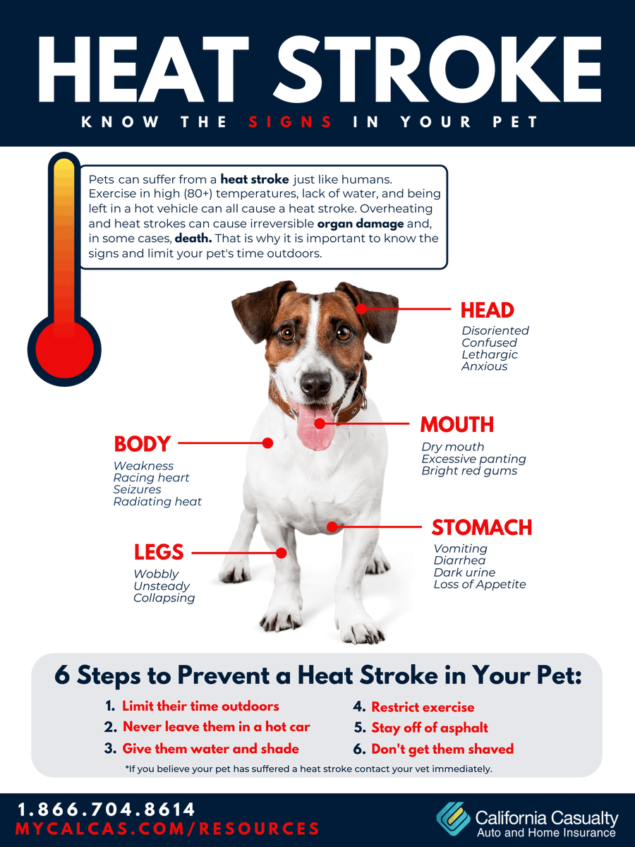 Please retweet,  SIGNS OF HEATSTROKE IN DOGS 🌞 #dogs #Heatwave