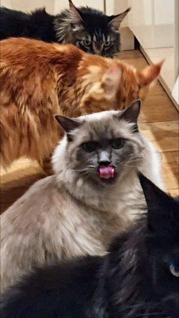 A reminder to be silly from Heaven. 😸 #cats #mainecoon