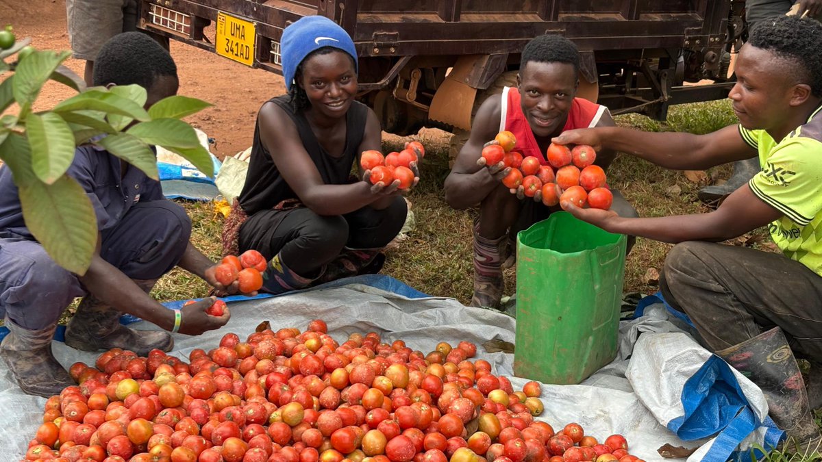 gejjawomen's tweet photo. Today at the Gejja Model Farm, we harvested tomatoes. 

Every harvest is a reminder of the power of dedication, the beauty of nature, and the result of investing in sustainable farming practices.

#ModelFarm #TomatoHarvest https://t.co/dnVsYLW7YP