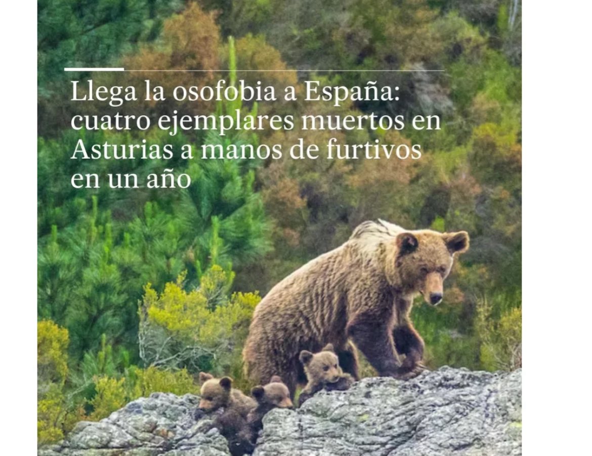 ¿Oso-qué?