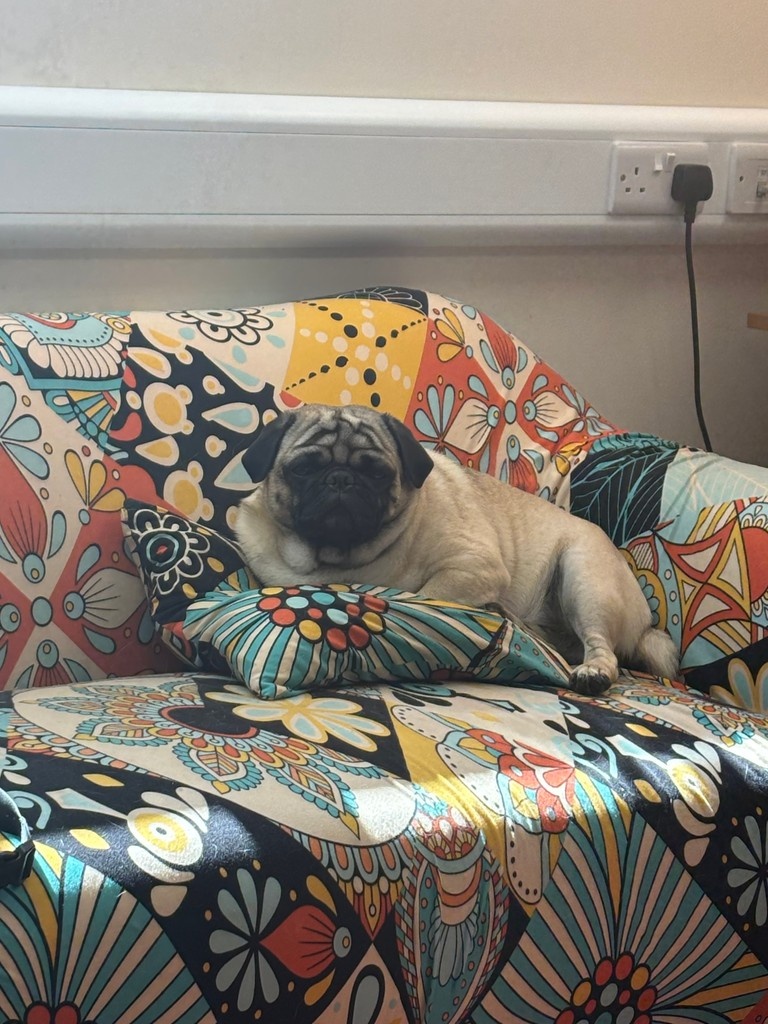 Keep 🆒everyone like Sid........😎

#pug #officedog #airconoffice #cool #ambervalleyllp #heat #sohot