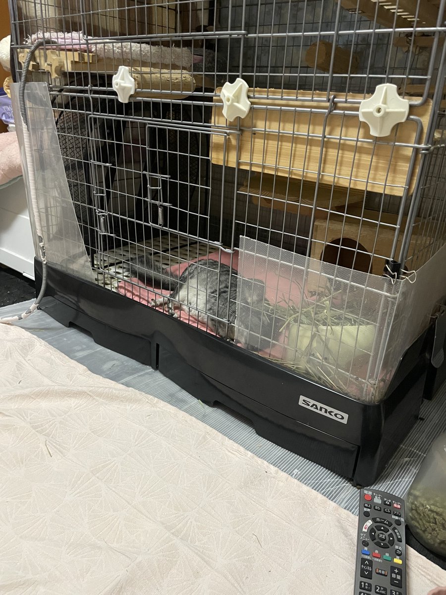 Ca_pom's tweet photo. 今朝なでちゃんのお股が濡れており病院へ。
幸い子宮蓄膿や水腫ではなく、発情時の分泌物との事。
先生から交尾していなくても膣栓ができることがあると説明を受ける。
つむが発情激しいな〜と思ってたけどなーちゃんにこんなに影響しちゃうんだなと反省した飼い主でした。
\なーちゃん850gだった/ https://t.co/wp3tUgmhYb