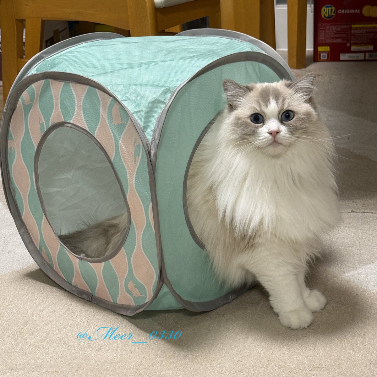 テントを背負ったねこつむり

#ねこかわいいね #ラグドール