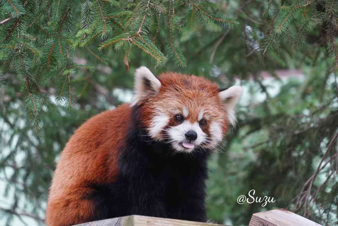 先月の少し涼しかった日

久しぶりの屋外ゆうちゃん🥰

📷2025.07
#千葉市動物公園 #レッサーパンダ