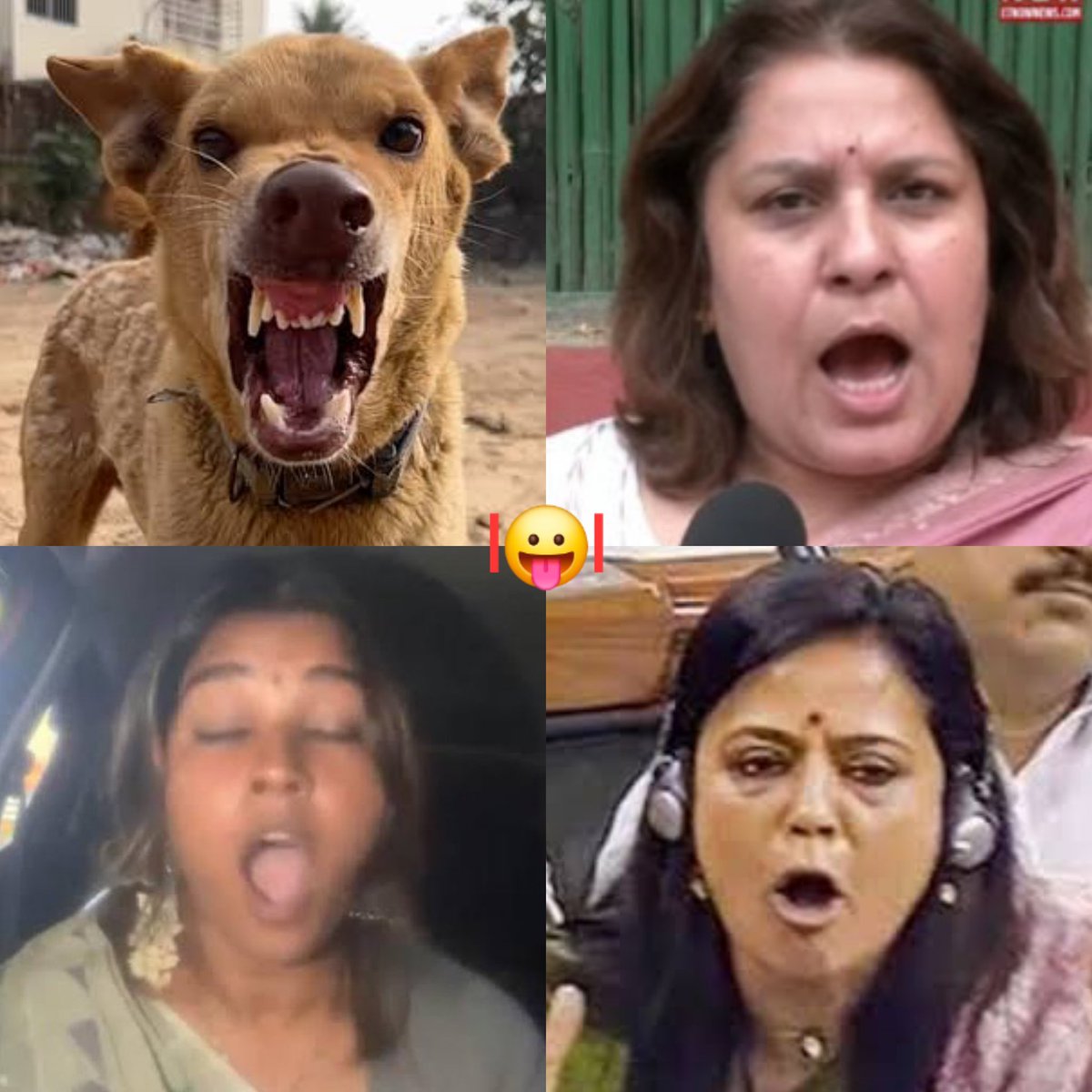 lolflix_'s tweet photo. Why do stray Dogs bark so much? https://t.co/MaA9PwcKsM
