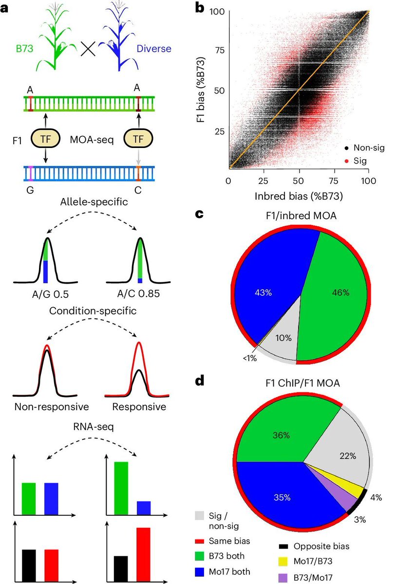 jsantoyo's tweet photo. Genetic variation at transcription factor binding sites largely explains phenotypic heritability in maize. #MaizeHeritability #GeneticVariation #TranscriptionFactorBindingSites #TFBS @NatureGenet
https://t.co/HZ0S0Mazlw https://t.co/MFUm5G2SKM