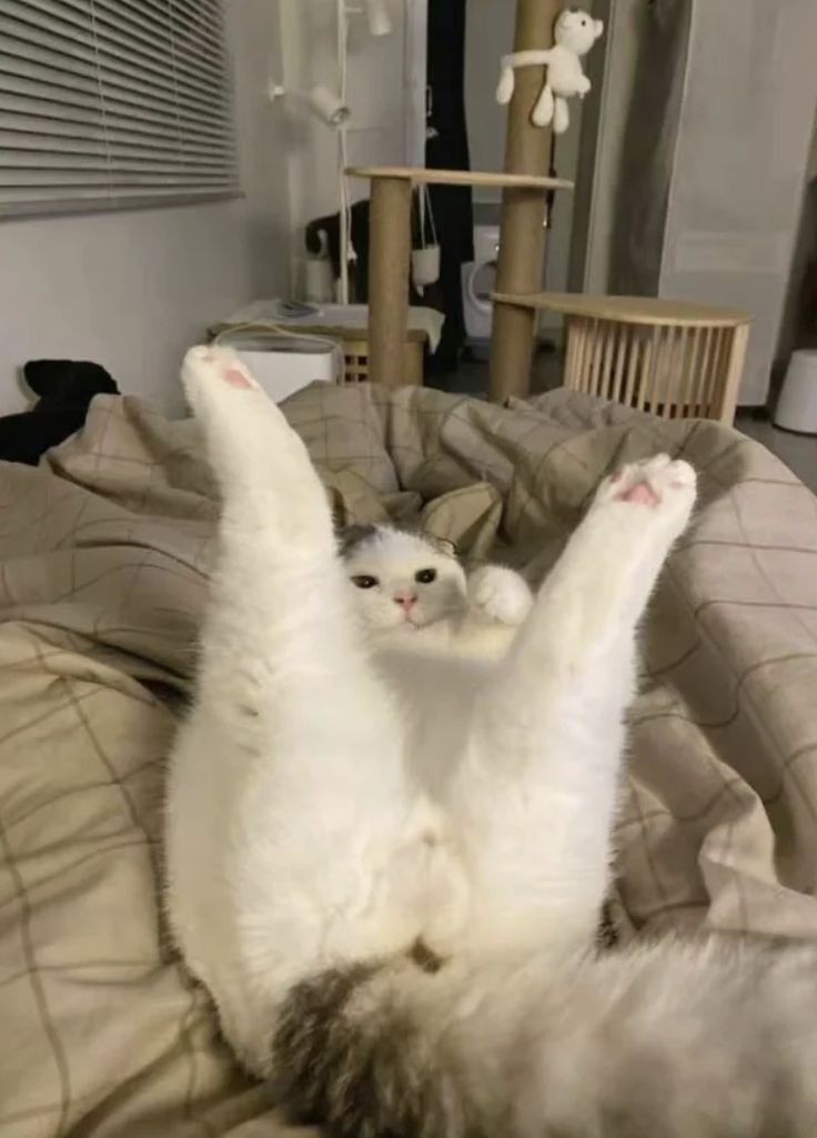 nocontextscats's tweet photo. Onlycats https://t.co/BtcfqR8ZCc