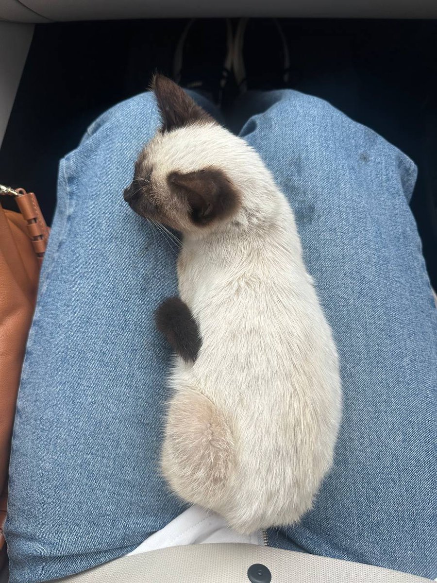 #котодобро Самара
Ситуация такая.
Есть вот такой малыш.
Давайте найдём ему дом и людей 🐾
<a href="/prosto_lycu/">Здесь мог быть всратый ник, но мне лень</a> 
<a href="/teacherrka/">котяпёсья феечка</a> 
<a href="/CockroachEro/">Unia</a> 
<a href="/Mocking_heart/">heart_j</a> 
<a href="/Uncle_Bucky_B/">Поньтий Пил Латте</a> 
<a href="/da_titova/">Darya Andreevna</a> 
<a href="/PO5SbTWhuxoGeWr/">странствующий маг-барахольщик</a> 
<a href="/des_see_prosha/">Блен,Ир?🦷</a> 
<a href="/Moonhalf/">Половинка луны, меховые сыны и черная армия.</a> 
<a href="/annavannaanna/">скандально неизвестная</a> 
<a href="/complaints_ru/">Sir К нига Жалоб</a> 
<a href="/Unicorn_Nest/">тёмный лес до небес</a>