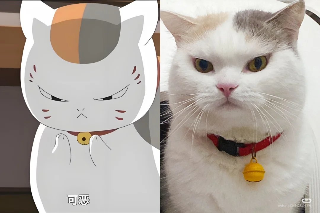 nocontextscats's tweet photo. 😠 https://t.co/fv366J3EK0