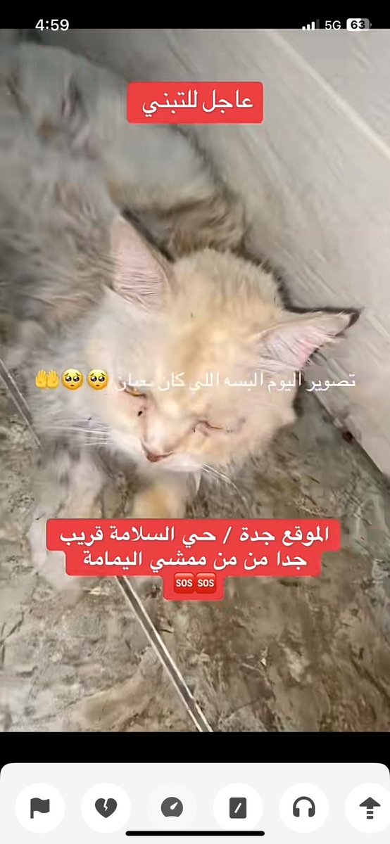 Shaikah (@shaikah_nasser) on Twitter photo يوجد قطط منزليه تم التخلي عنها في عمارة مهجورة في سطح في جدة حالتهم جداً سيئة بدت الأمراض تنتشر يحتاجون إنقاذ بشكل عاجل
للتواصل فاطمة تيك توك:timaa0a
<a href="/Lamia1408/">لمياء عبدالله النفيعي</a>
<a href="/CatMaaannn/">Cat Man</a> <a href="/Candle310/">Candle3</a>
<a href="/lixroaa/">Róaa</a> <a href="/AlaaAlaqili/">Alaa Alaqili</a> <a href="/Animal_rescue0/">🐈</a> <a href="/Mercy2animals/">😸🐰..♥ طلال العبدالله 🦋🐈🐕</a> <a href="/hamadokka24/">د . حمدوكا الحربي 💉 Dr. hamadokka</a> <a href="/amaal94_/">حنان الحربي🐈</a>
<a href="/Bnota1886/">🐾 shooji cat ⚖</a> يوجد قطط منزليه تم التخلي عنها في عمارة مهجورة في سطح في جدة حالتهم جداً سيئة بدت الأمراض تنتشر يحتاجون إنقاذ بشكل عاجل
للتواصل فاطمة تيك توك:timaa0a
<a href="/Lamia1408/">لمياء عبدالله النفيعي</a>
<a href="/CatMaaannn/">Cat Man</a> <a href="/Candle310/">Candle3</a>
<a href="/lixroaa/">Róaa</a> <a href="/AlaaAlaqili/">Alaa Alaqili</a> <a href="/Animal_rescue0/">🐈</a> <a href="/Mercy2animals/">😸🐰..♥ طلال العبدالله 🦋🐈🐕</a> <a href="/hamadokka24/">د . حمدوكا الحربي 💉 Dr. hamadokka</a> <a href="/amaal94_/">حنان الحربي🐈</a>
<a href="/Bnota1886/">🐾 shooji cat ⚖</a>