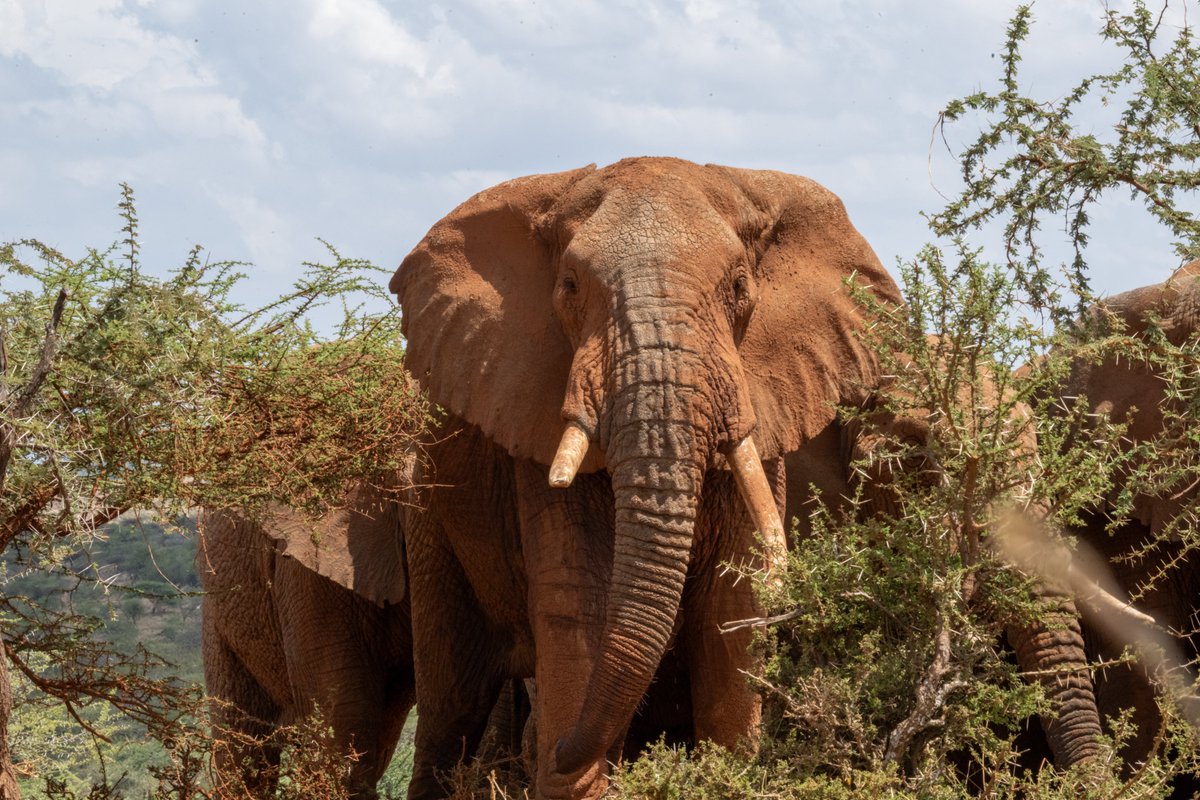 @nrt_kenya tweet media