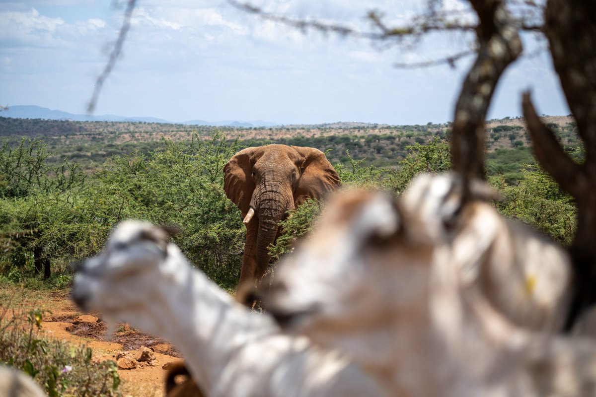 Happy #WorldElephantDay! 🐘

For 21 yrs, we’ve worked with communities to protect elephants &amp; wild spaces. Poaching has declined, but habitat loss &amp; conflict still threaten them.

Stand with the rangers safeguarding their future 👉 wildlife.rangerchallenge.org/campaigns/nort…

📷Adnan Yakub