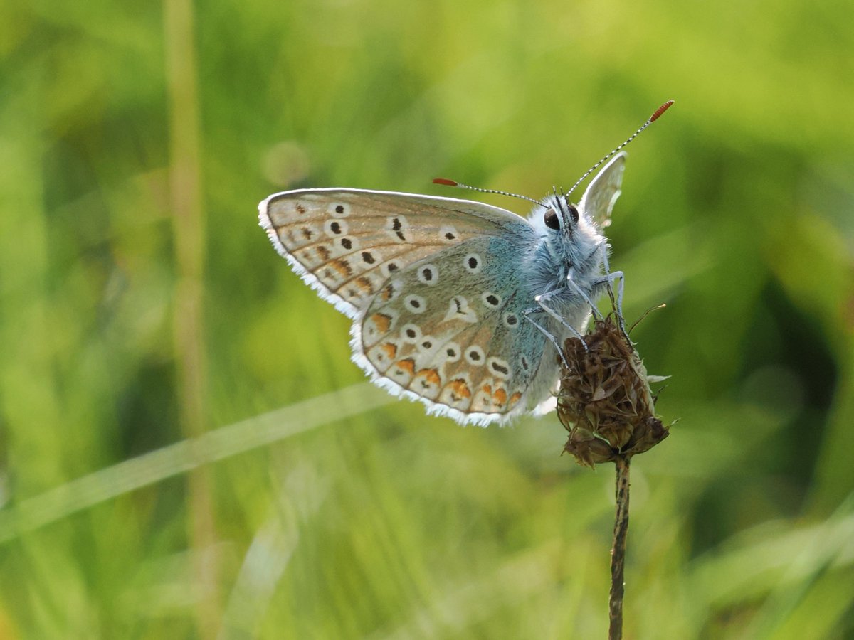 Common Blue today at Colliford Lake, Cornwall.
<a href="/Cornwall_BC/">Cornwall Butterfly Conservation</a> <a href="/savebutterflies/">Butterfly Conservation 🦋</a> <a href="/WildlifeTrusts/">The Wildlife Trusts</a> #insects #butterflies