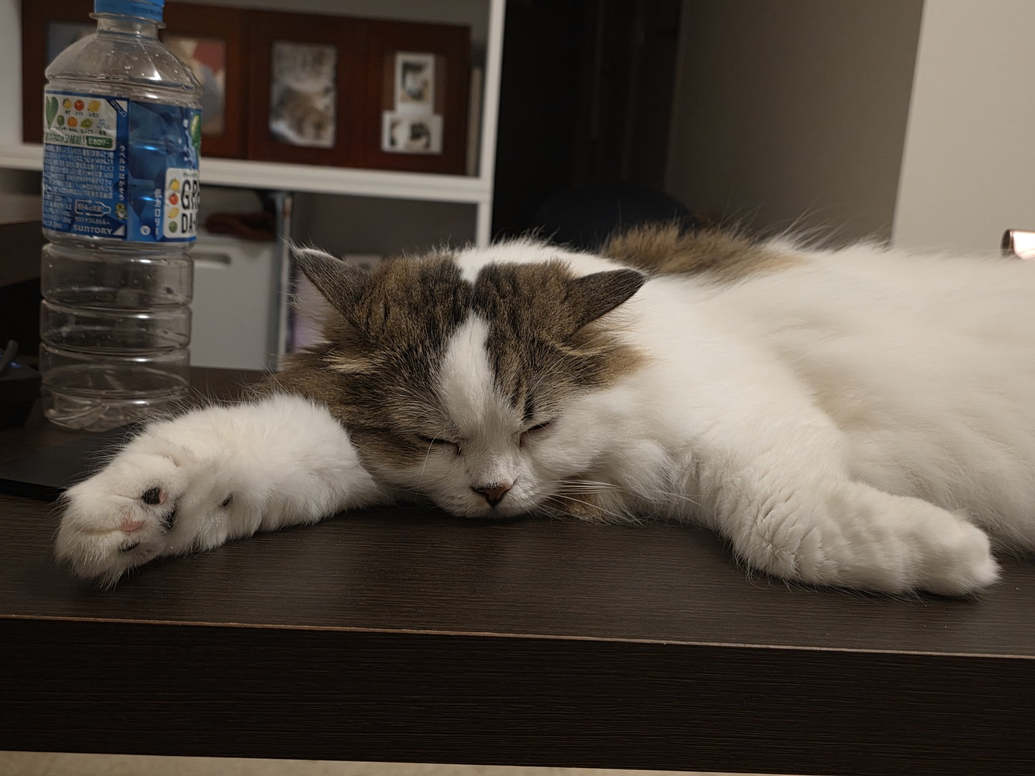 長女あおちゃん - Search / X