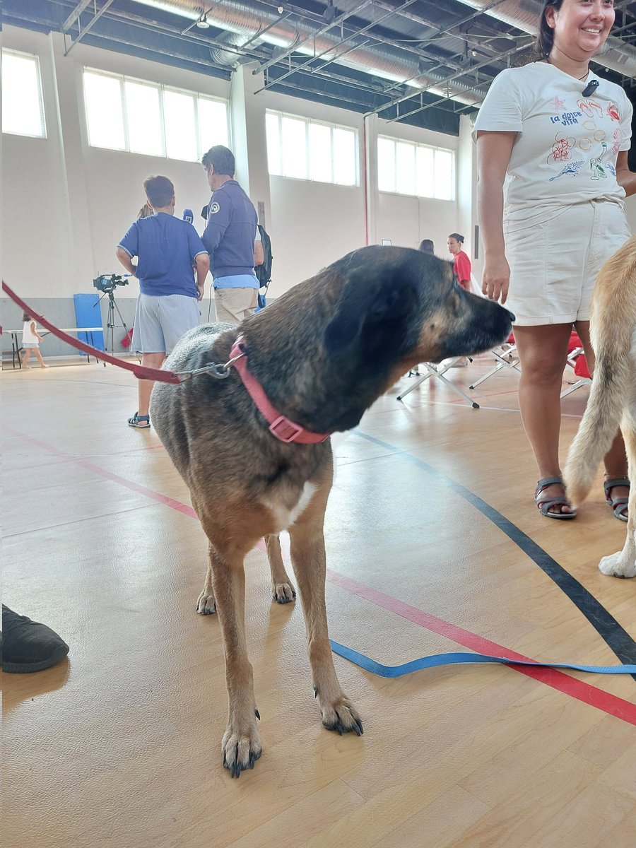 CruzRojaMadrid's tweet photo. También hemos alojado y atendido a algunas mascotas que han pernoctado en el albergue junto a sus familias. #IFTresCantos https://t.co/kAsw1xQ7qW