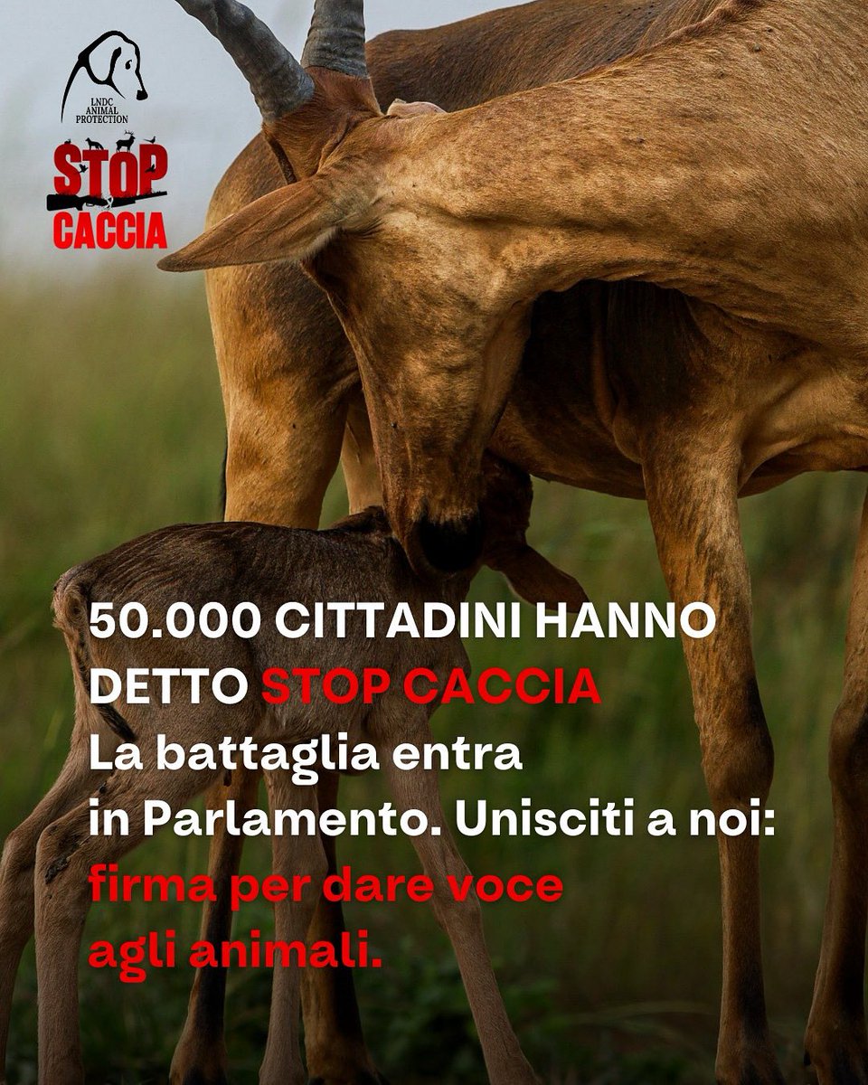 lndc_italia's tweet photo. Uniti, abbiamo raggiunto un traguardo straordinario.
In meno di un mese e mezzo insieme, associazioni 
e cittadini uniti, abbiamo raccolto le firme necessarie per portare in Parlamento la Proposta di Legge di iniziativa popolare che chiede l’abolizione della caccia, la tutela di orsi e lupi, l’aumento delle aree protette e il divieto di ingresso dei cacciatori nelle proprietà private.

Un risultato eccezionale che dimostra come la forza dell’unione possa contrastare il disegno di legge “sparatutto” e difendere la fauna selvatica da un attacco senza precedenti.

La mobilitazione non si ferma. Abbiamo ancora bisogno di te per fermare una strage annunciata e dare voce a milioni di animali vittime dei cacciatori e dei loro fucili. 

È fondamentale che i cittadini continuino a mobilitarsi: insieme possiamo scrivere una pagina di storia e proteggere per sempre chi non ha voce. Possiamo urlare Stop Caccia!

#stopcaccia #50000firme #lndc #bastacrudeltà #aiutaciancora #fermiamolacaccia #grazie #bastacaccia #aboliamolacaccia