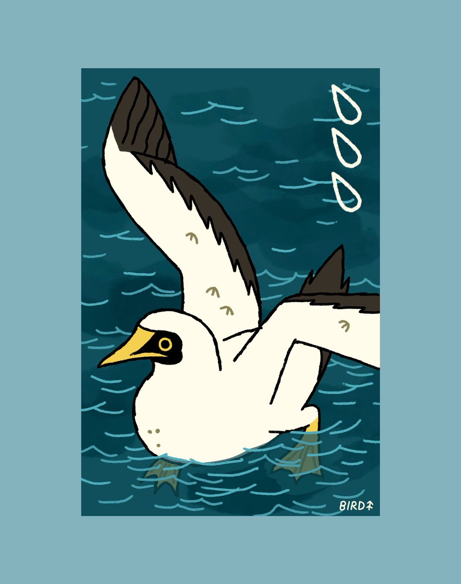 #AvianAugust day 7! Masked Booby!!!! 🌊
