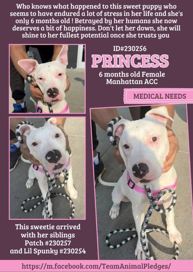 NMBewitched's tweet photo. Meet the Snowโ๏ธFamily
Because it is #DOGust
Hotter than hades๐ท& smoky
We all need some purity, innocence & wonder
Princess๐
https://t.co/1ZN7JVIpZl
#AdoptMe
This 6mos old #PuppyLove is lame in RHL
Too much time in a crate? Now in a cage
Separated from her siblings
ACC kills #puppies for being #puppies
Believes they should be born trained๐
Yikes we #Fight #Ignorance everyday